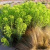 Euphorbia characias subsp. wulfenii